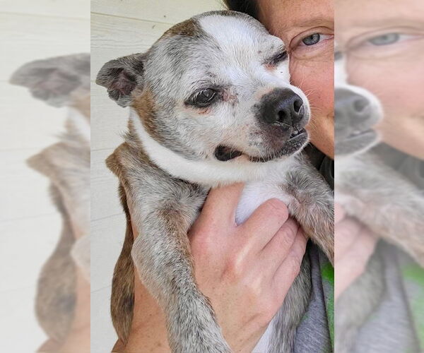 Medium Photo #1 Boston Terrier Puppy For Sale in Little Elm, TX, USA