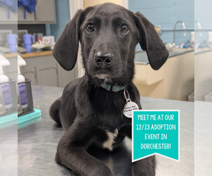 Colonial Cocker Spaniel-Unknown Mix Dogs for adoption in Boston, MA, USA