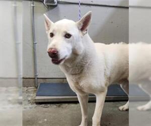 German Shepherd Dog-Unknown Mix Dogs for adoption in Camarillo, CA, USA