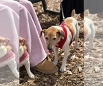 Small #5 Jack Russell Terrier Mix