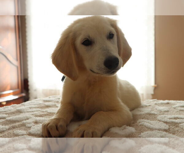 Medium Photo #31 English Cream Golden Retriever Puppy For Sale in ROCKY FACE, GA, USA