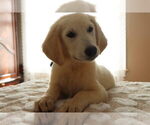 Small #30 English Cream Golden Retriever