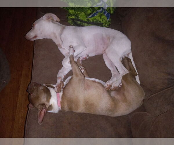 Medium Photo #1 Boston Terrier Puppy For Sale in Greenville, SC, USA