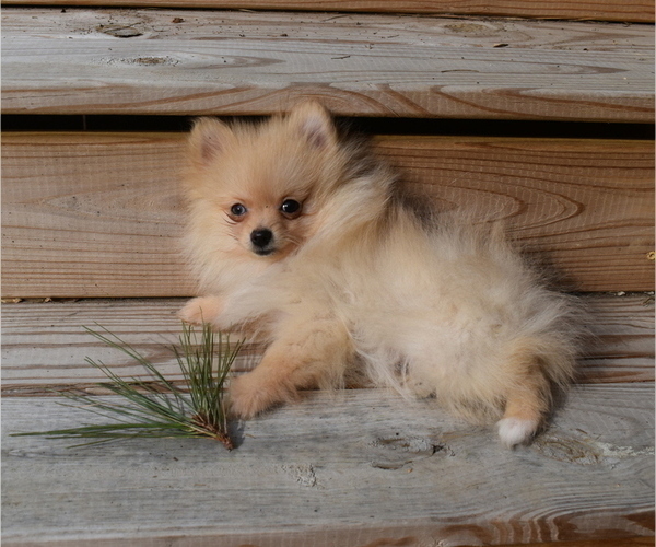 Medium Photo #15 Pomeranian Puppy For Sale in DINWIDDIE, VA, USA