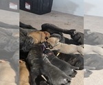 Small #4 Cane Corso