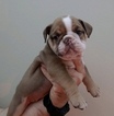 Small Photo #4 Olde English Bulldogge Puppy For Sale in CRESTVIEW, FL, USA