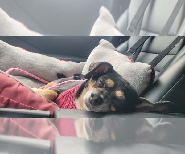 Medium Photo #5 Chihuahua-Unknown Mix Puppy For Sale in Mundelein, IL, USA