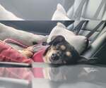 Small #4 Chihuahua Mix