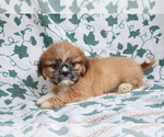 Small Photo #2 Shih Tzu Puppy For Sale in SHILOH, OH, USA