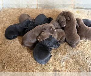 Labrador Retriever Puppy for sale in RUTHERFORDTON, NC, USA