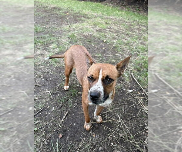 Medium Photo #8 Mutt Puppy For Sale in Sandy, UT, USA