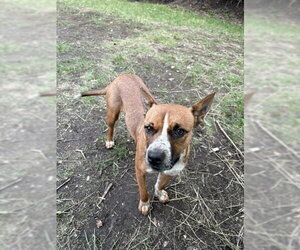 Daisy Leigh - Female Mutt Dog for Adoption - Photo #8