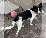 Small #4 Dalmatian-Labrador Retriever Mix