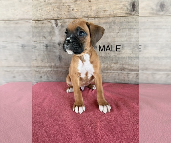 Medium Photo #2 Boxer Puppy For Sale in VERMONTVILLE, MI, USA