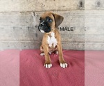 Litter of 9 - Male(s) and Female(s) BoxerLitter of Puppies for Sale - Photo #2