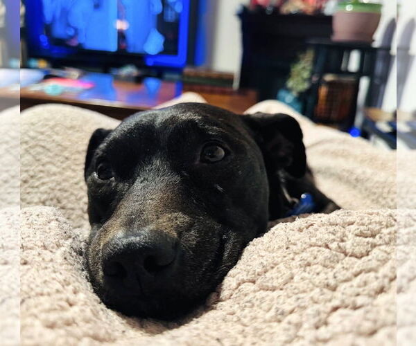 Medium Photo #6 American Pit Bull Terrier-Dachshund Mix Puppy For Sale in Milwaukie, OR, USA