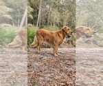 Small Photo #1 Golden Retriever Puppy For Sale in CRAWFORDVILLE, FL, USA