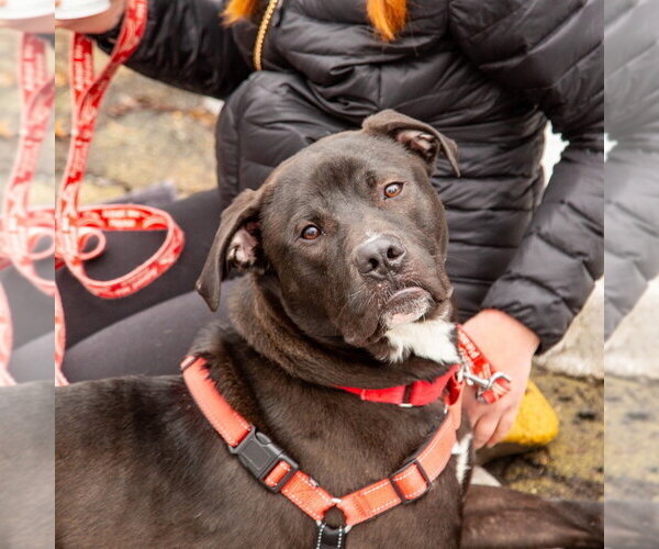 Medium Photo #3 Labrador Retriever-Unknown Mix Puppy For Sale in Canton, CT, USA