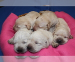 Small Photo #9 Labrador Retriever Puppy For Sale in LORETTO, KY, USA