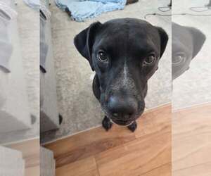 Dolly Lu - Female Boxer-Pointer Mix Dog for Adoption - Photo #27