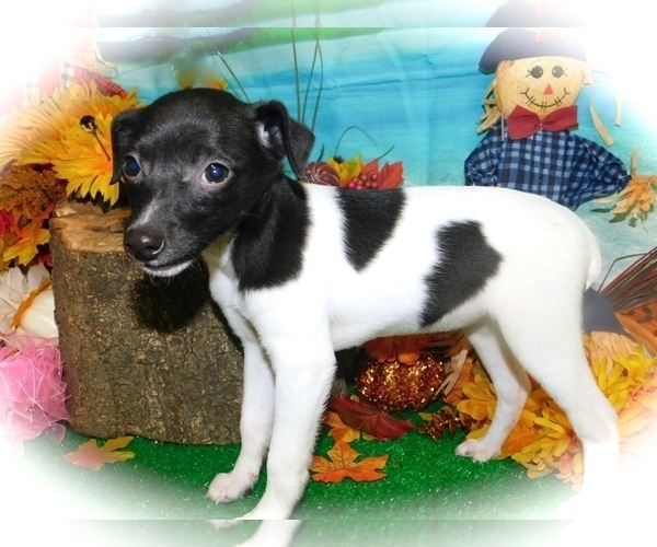 Medium Photo #4 Jack-Rat Terrier Puppy For Sale in HAMMOND, IN, USA