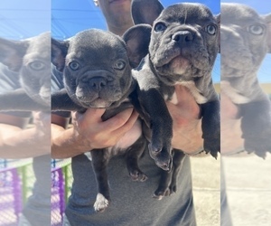 French Bulldog Puppy for sale in SAN DIEGO, CA, USA