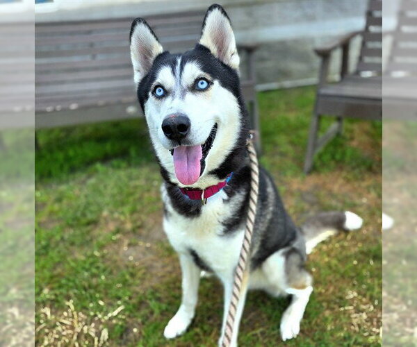Medium Photo #1 Siberian Husky Puppy For Sale in Long Beach, CA, USA