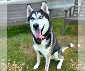 Siberian Husky Dogs for adoption in Long Beach, CA, USA