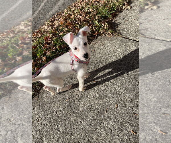 Medium Photo #2 Chihuahua-Labrador Retriever Mix Puppy For Sale in Brewster, NY, USA