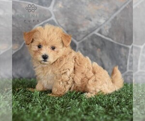 Maltipoo Puppy for sale in MILL HALL, PA, USA