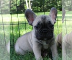 Small Photo #3 French Bulldog Puppy For Sale in SOLWAY, MN, USA