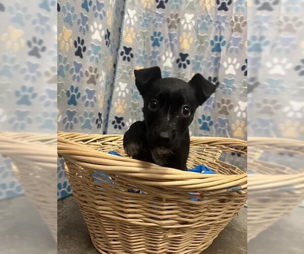 Medium Photo #1 Labrador Retriever-Unknown Mix Puppy For Sale in Rosenberg, TX, USA