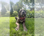 Small #6 Great Dane