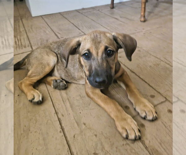 Medium Photo #6 Mutt Puppy For Sale in Fallbrook, CA, USA