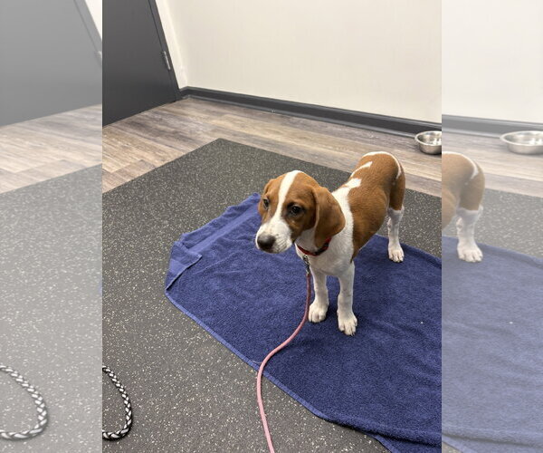 Medium Photo #3 Beagle-Unknown Mix Puppy For Sale in Blairsville, GA, USA