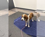 Small #2 Beagle Mix