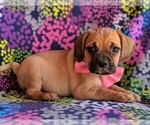 Small Photo #4 Puggle Puppy For Sale in LANCASTER, PA, USA