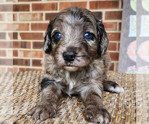 Aussiedoodle Puppy for sale in COLUMBIA, TN, USA