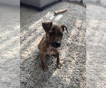 Small #7 Mutt