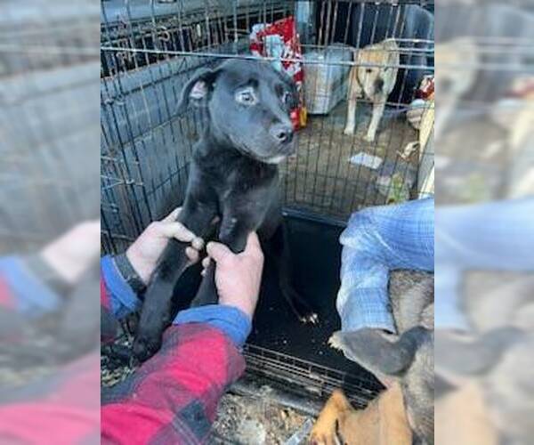 Medium Photo #3 German Shepherd Dog-Unknown Mix Puppy For Sale in columbia, SC, USA