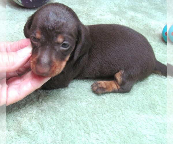 Medium Photo #7 Dachshund Puppy For Sale in RATTAN, OK, USA