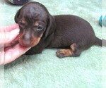 Small #6 Dachshund