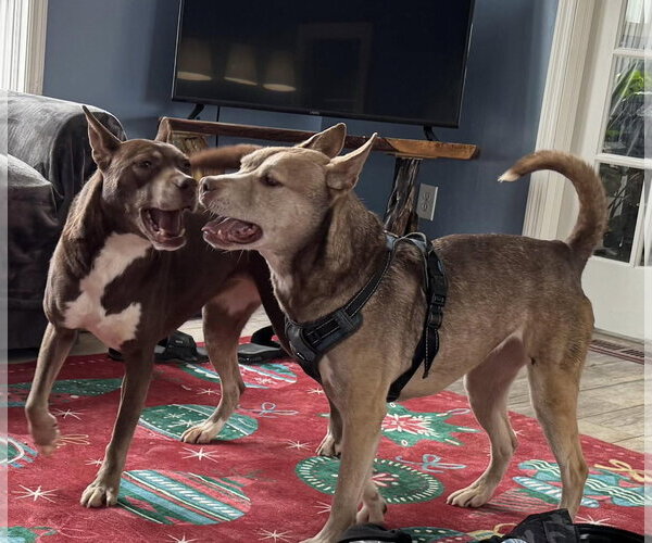 Medium Photo #5 Siberian Husky-Unknown Mix Puppy For Sale in Germantown, OH, USA