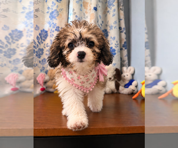 Medium Photo #32 Cockapoo (Miniature) Puppy For Sale in DURHAM, CT, USA
