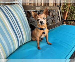 Buddy Boy - Male Chihuahua-Unknown Mix Dog for Adoption - Photo #2