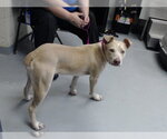 Small Mutt