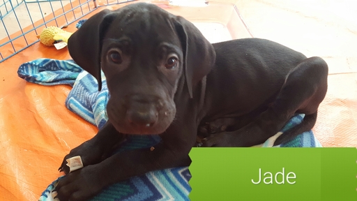 Medium Photo #1 Great Dane Puppy For Sale in PUEBLO WEST, CO, USA