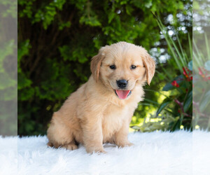 Golden Retriever Puppy for sale in NEWPORT, PA, USA