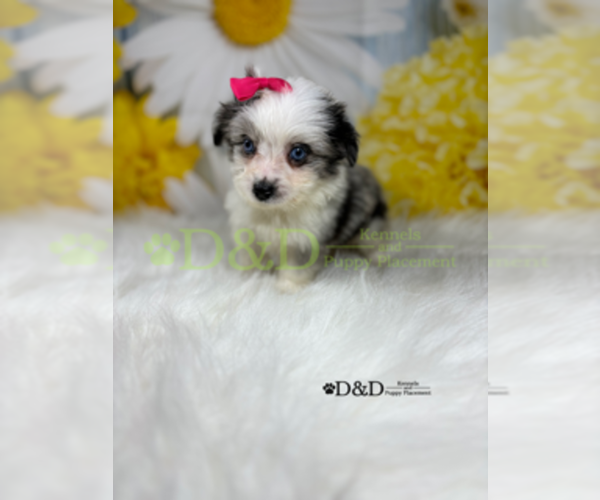 Medium Photo #12 Aussiedoodle Miniature  Puppy For Sale in RIPLEY, MS, USA