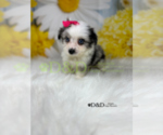 Small Photo #12 Aussiedoodle Miniature  Puppy For Sale in RIPLEY, MS, USA